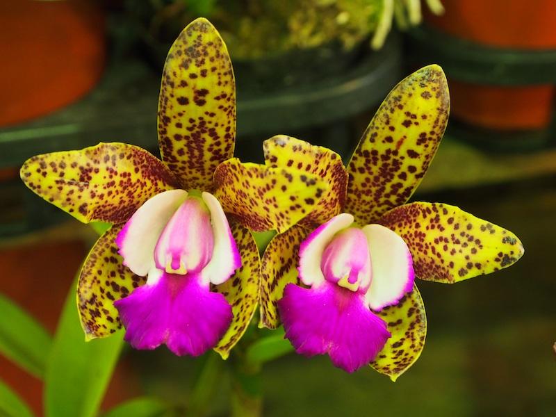 Cattleya-Orchideen sind sehr vielfältig