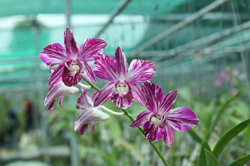 Cattleya-Orchideen sind sehr vielfältig