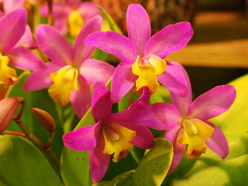Cattleya-Orchideen sind sehr vielfältig