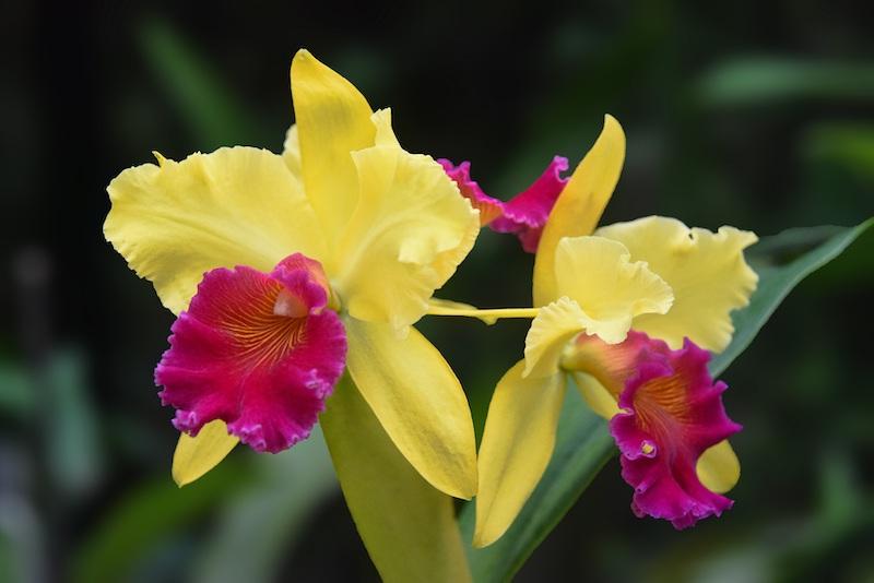 Cattleya-Orchideen sind sehr vielfältig