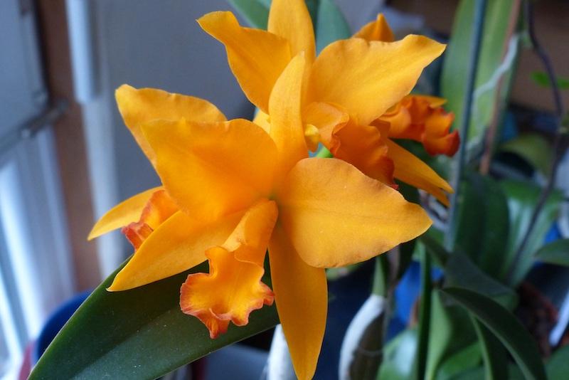 Cattleya-Orchideen sind sehr vielfältig