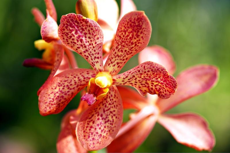 Cattleya-Orchideen sind sehr vielfältig