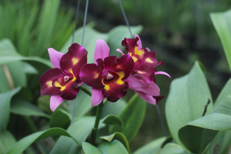 Cattleya-Orchideen sind sehr vielfältig