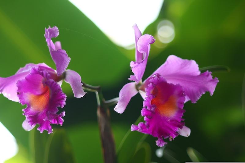 Cattleya-Orchideen sind sehr vielfältig