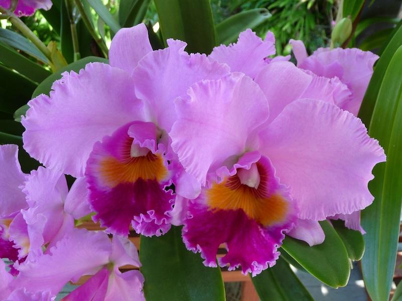 Cattleya-Orchideen sind sehr vielfältig