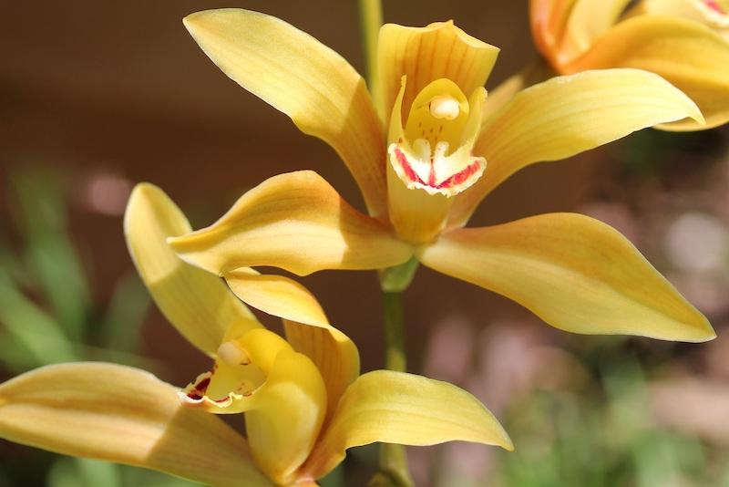 Cymbidium-Blüten