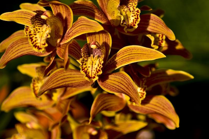 Cymbidium-Blüten