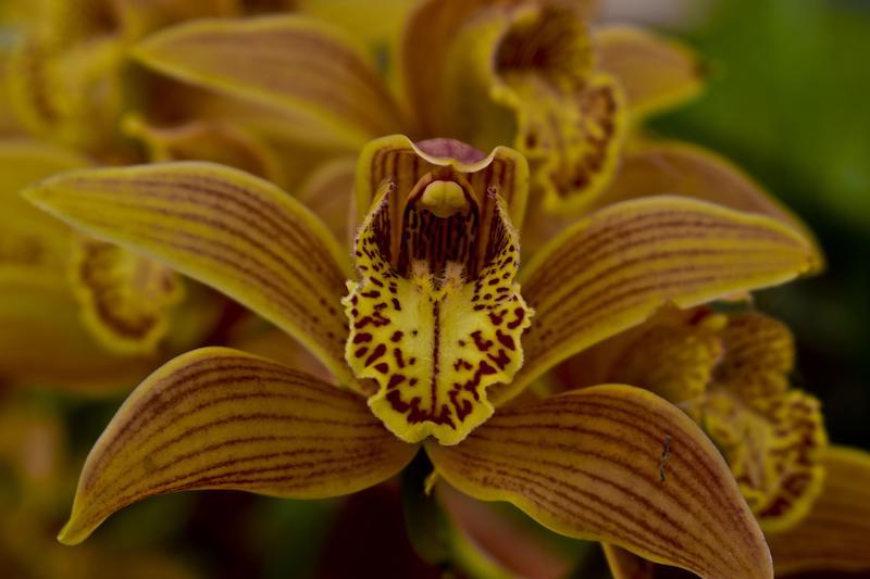 Cymbidium-Blüten