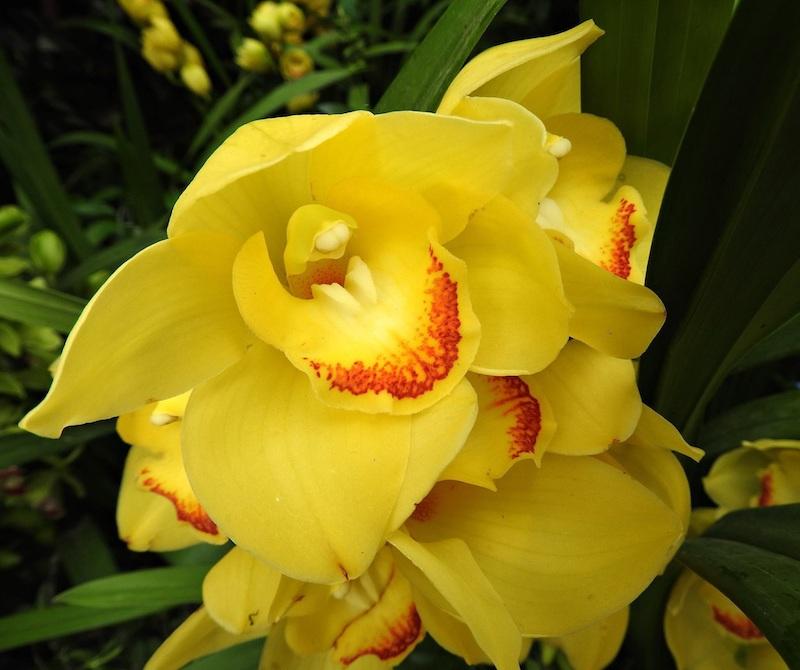 Cymbidium-Blüten