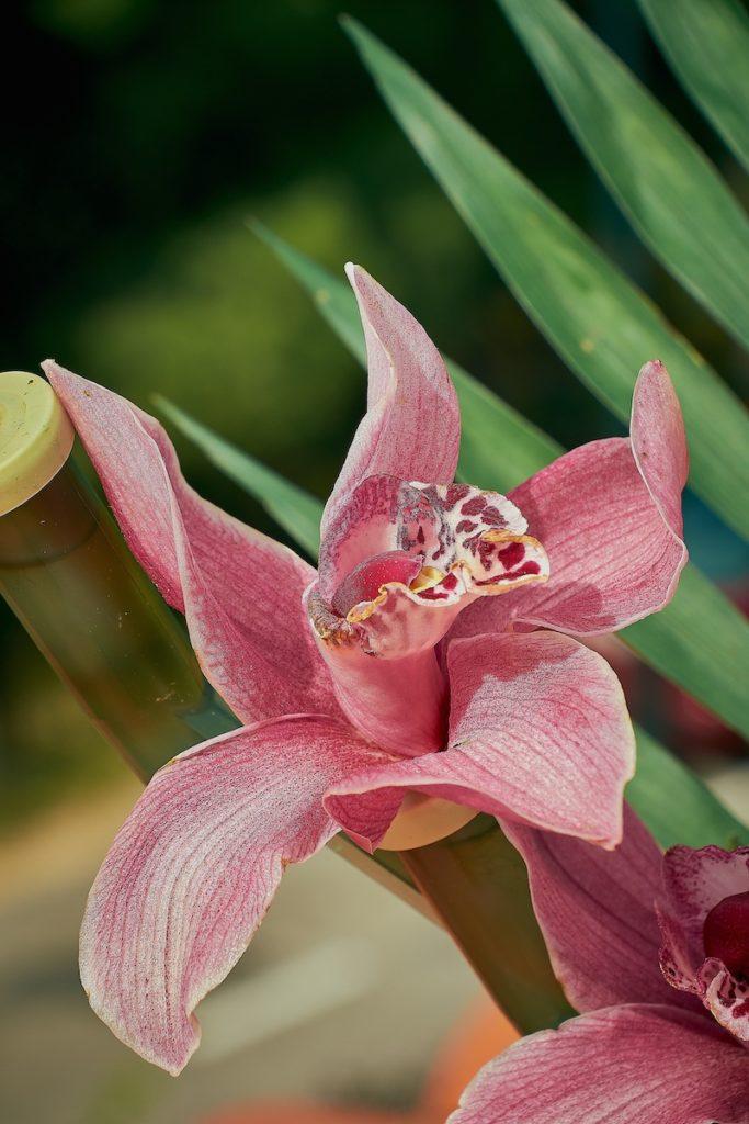 Cymbidium-Blüten