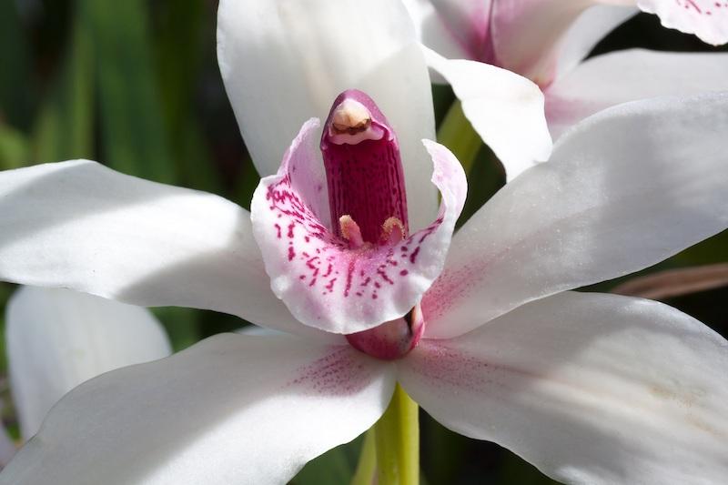 Cymbidium-Blüten
