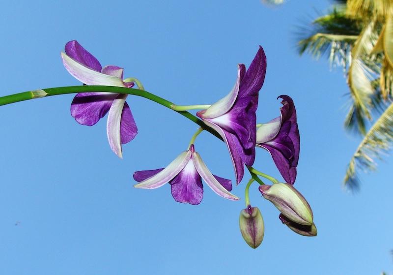 Best of Orchideen: die schönsten Orchideenarten