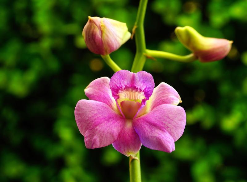 Best of Orchideen: die schönsten Orchideenarten