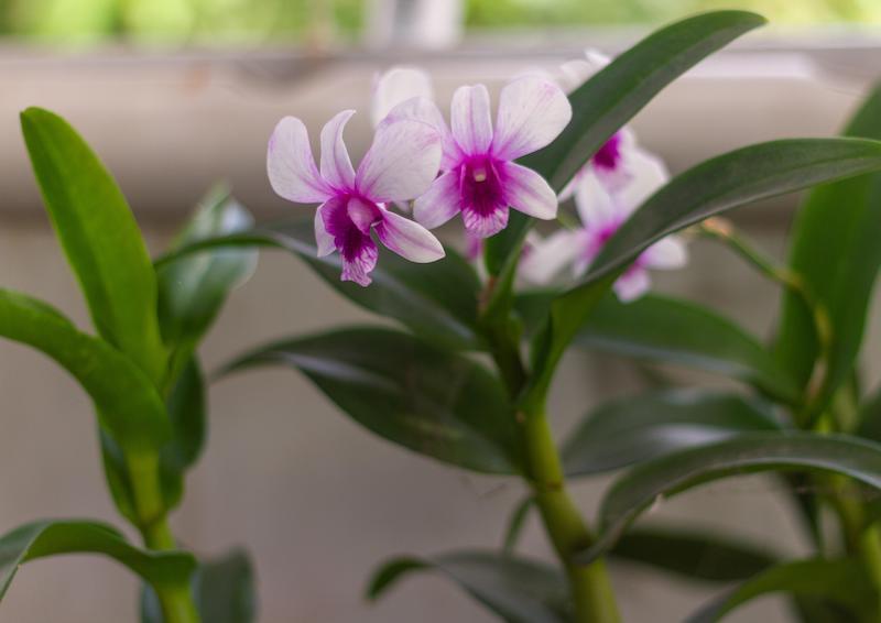 Best of Orchideen: die schönsten Orchideenarten