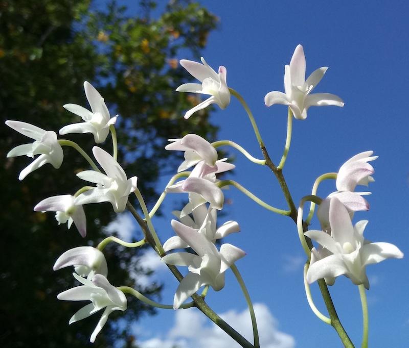 Best of Orchideen: die schönsten Orchideenarten