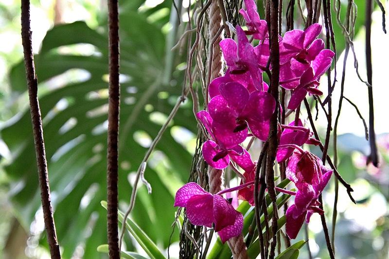Orchideen pflegen: Machen Sie Ihre Orchidee zu einem blühenden Kunstwerk