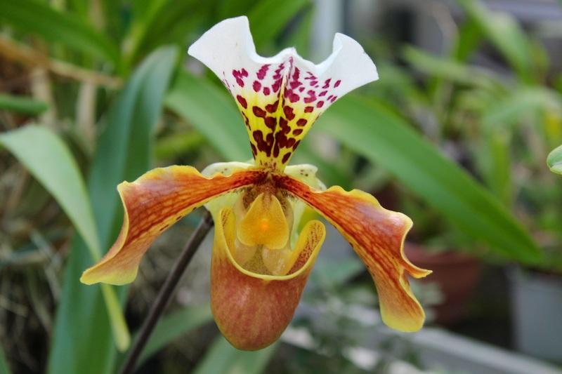 Paphiopedilum