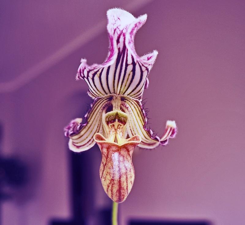 Best of Orchideen: die schönsten Orchideenarten