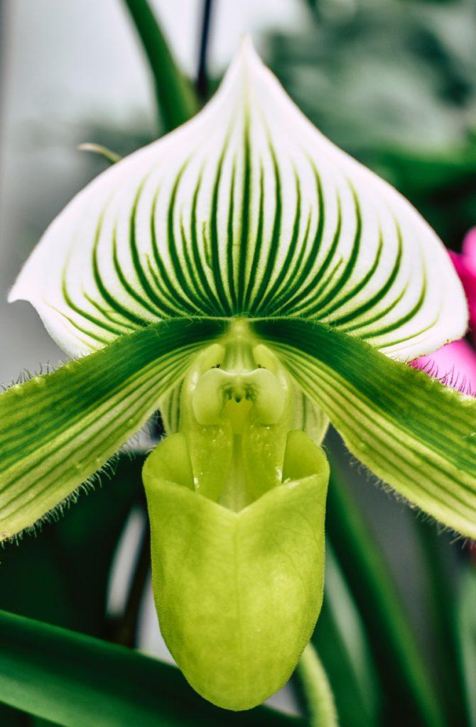 Paphiopedilum