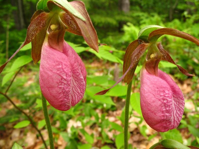 Frauenschuh (Gartenorchidee)