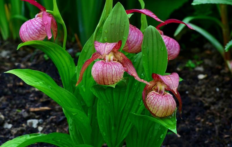 Frauenschuh (Gartenorchidee)