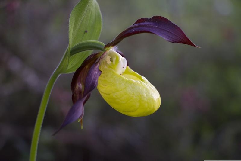 Frauenschuh (Gartenorchidee)