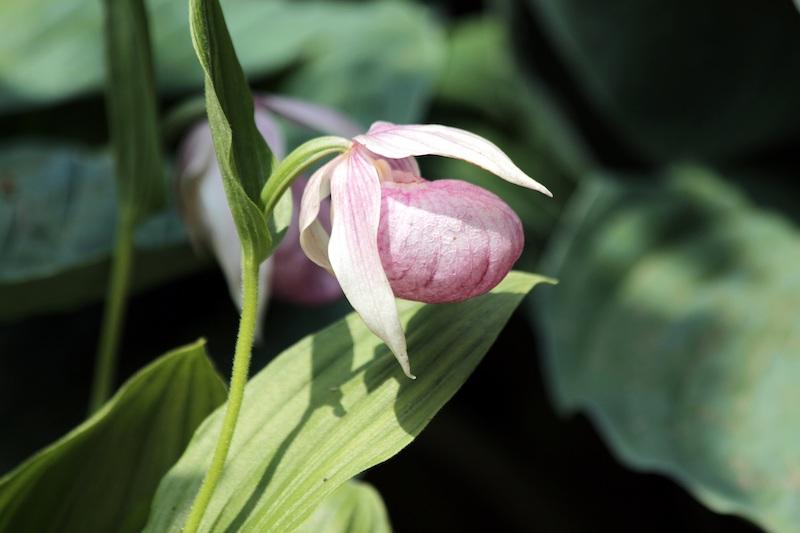 Frauenschuh (Gartenorchidee)