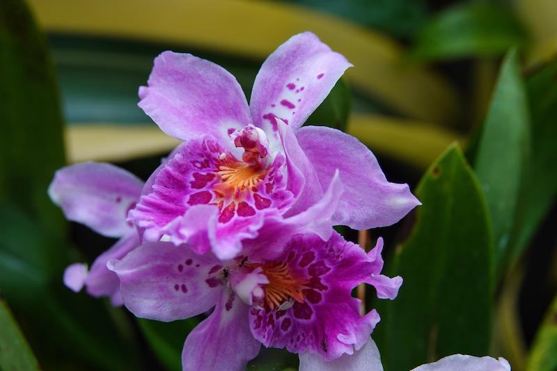 Best of Orchideen: die schönsten Orchideenarten