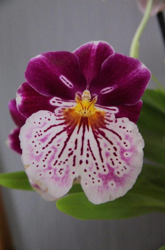 Best of Orchideen: die schönsten Orchideenarten