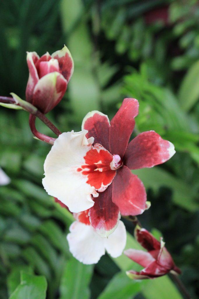 Best of Orchideen: die schönsten Orchideenarten