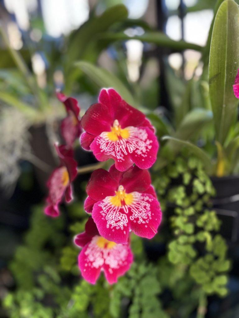 rotpinke Miltoniopsis rotpinke Miltoniopsis
