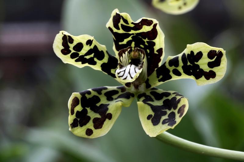 Oncidium kommen getigert aber auch anders