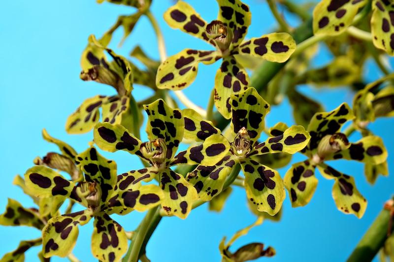 Oncidium kommen getigert aber auch anders