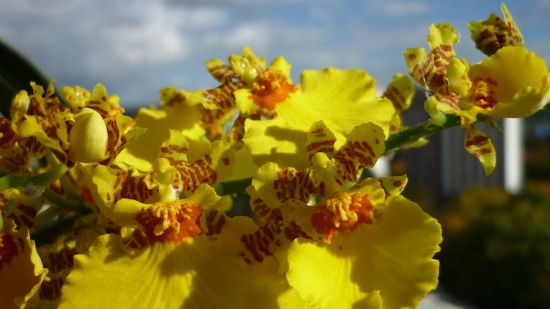 Oncidium kommen getigert aber auch anders