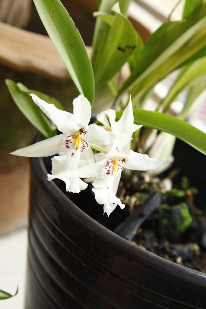 Oncidium kommen getigert aber auch anders