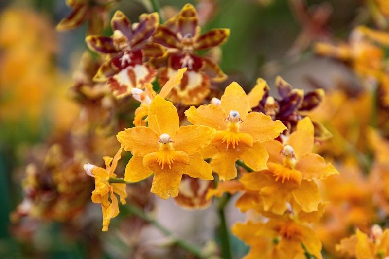Oncidium kommen getigert aber auch anders
