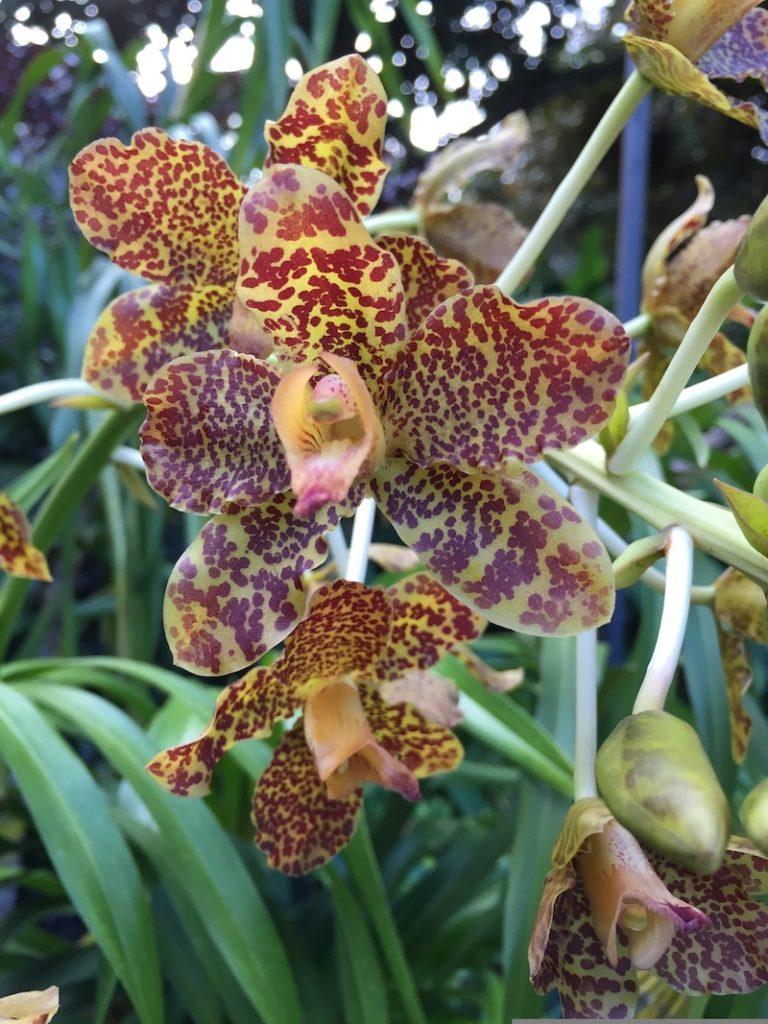 Oncidium kommen getigert aber auch anders