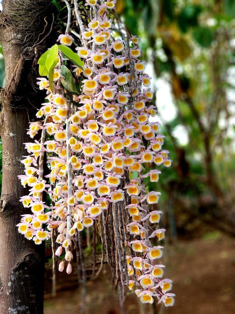 Orchidee in der Natur
