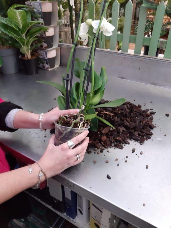 Orchideen umtopfen genaue Anleitung mit Bildern · Wächter