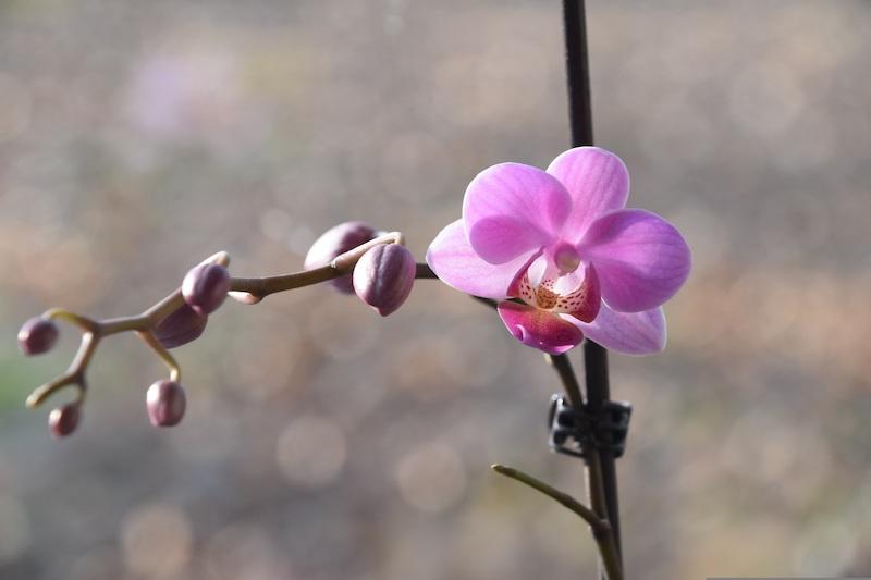 Schmetterlings­orchideen (Phalaenopsis) – Alle Fragen beantwortet