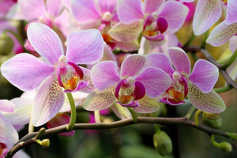 Orchidee