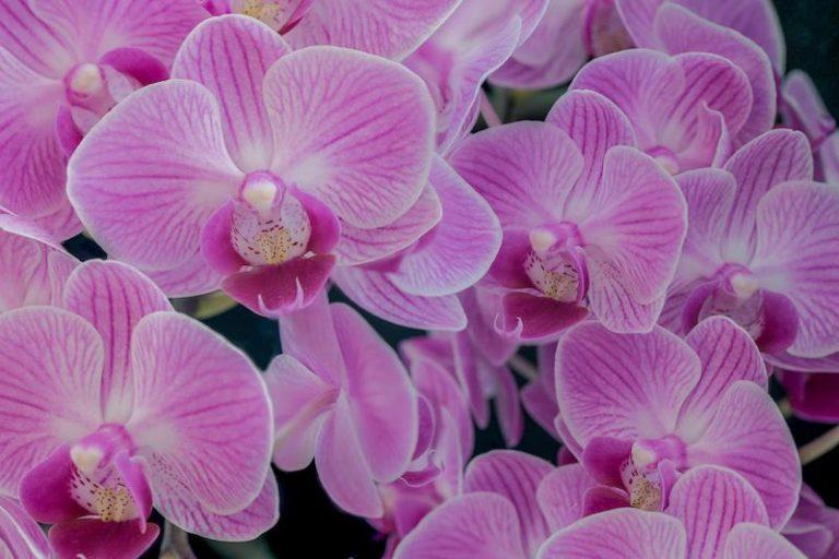 Schmetterlings­orchideen (Phalaenopsis) – Alle Fragen beantwortet