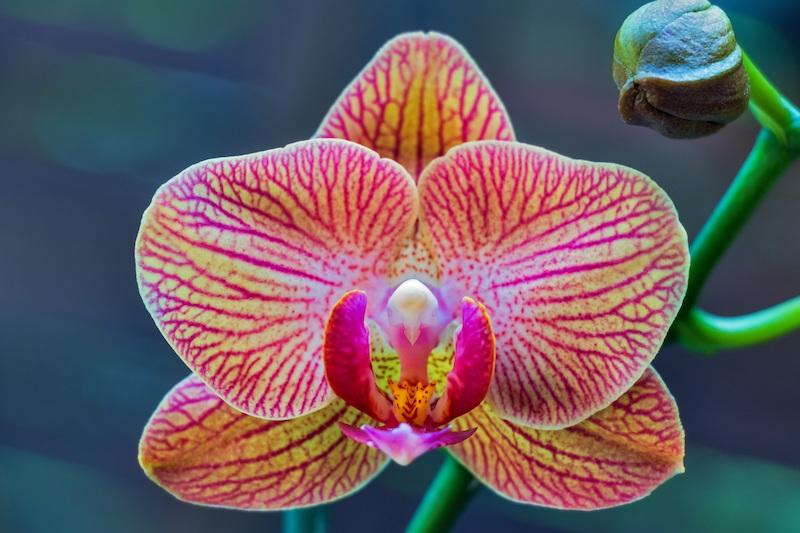 Schmetterlings­orchideen (Phalaenopsis) – Alle Fragen beantwortet