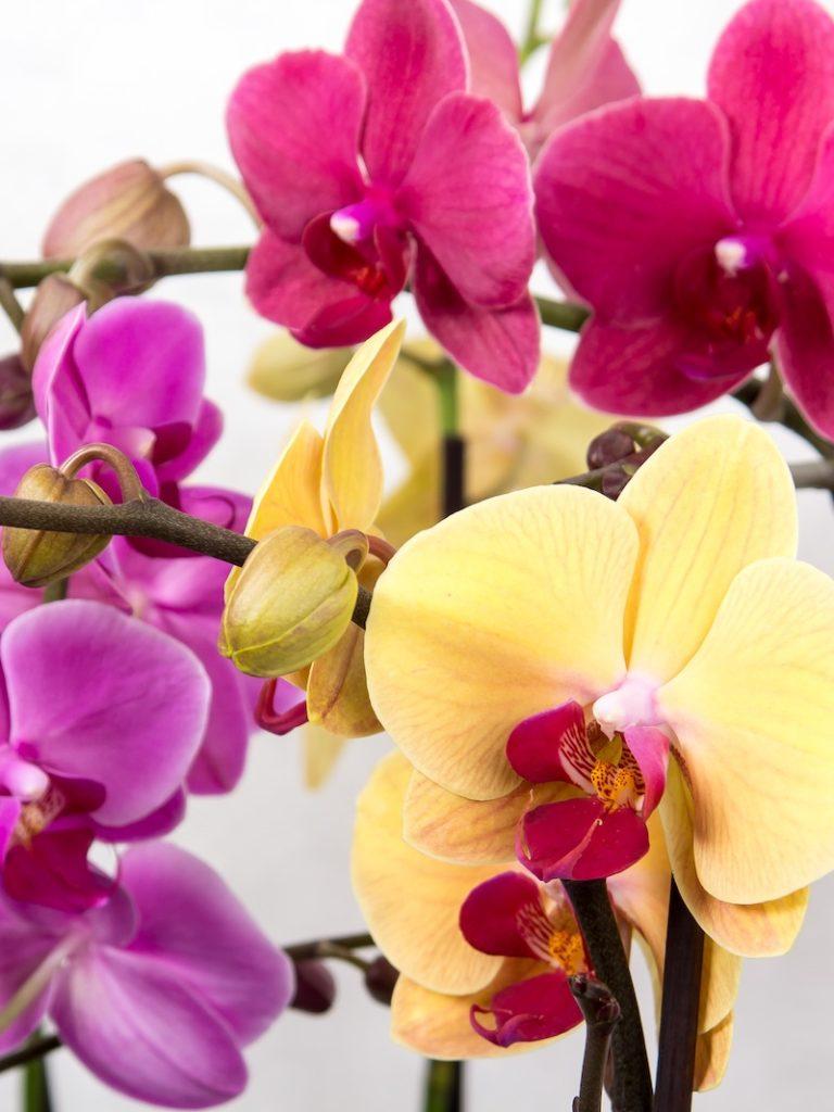 Schmetterlings­orchideen (Phalaenopsis) – Alle Fragen beantwortet