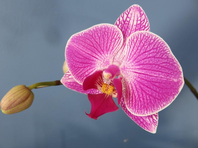 Schmetterlings­orchideen (Phalaenopsis) – Alle Fragen beantwortet