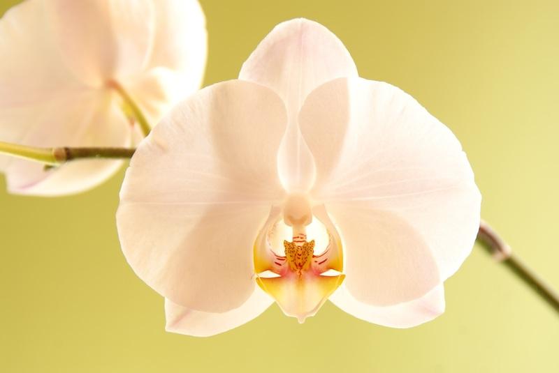 Schmetterlings­orchideen (Phalaenopsis) – Alle Fragen beantwortet