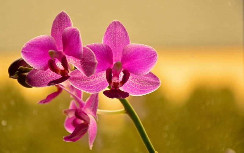 Schmetterlings­orchideen (Phalaenopsis) – Alle Fragen beantwortet