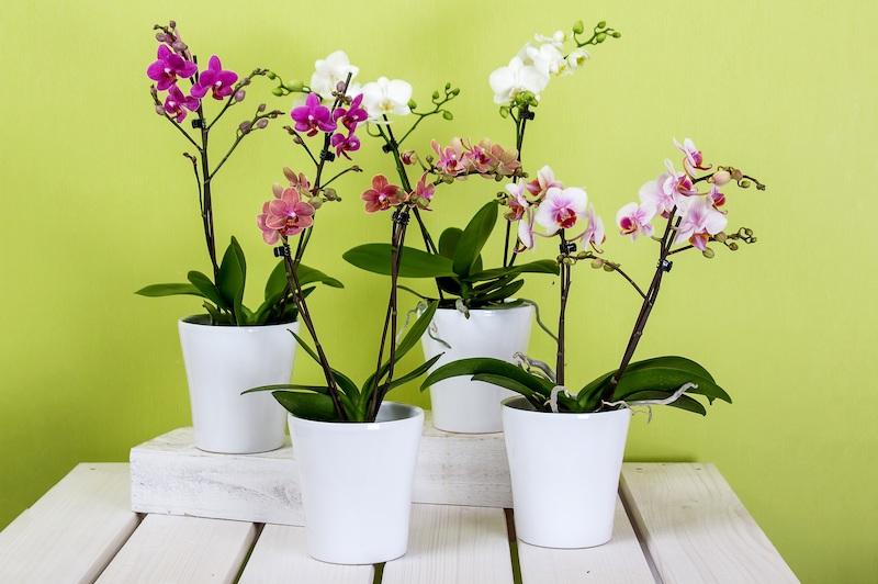 Schmetterlings­orchideen (Phalaenopsis) – Alle Fragen beantwortet