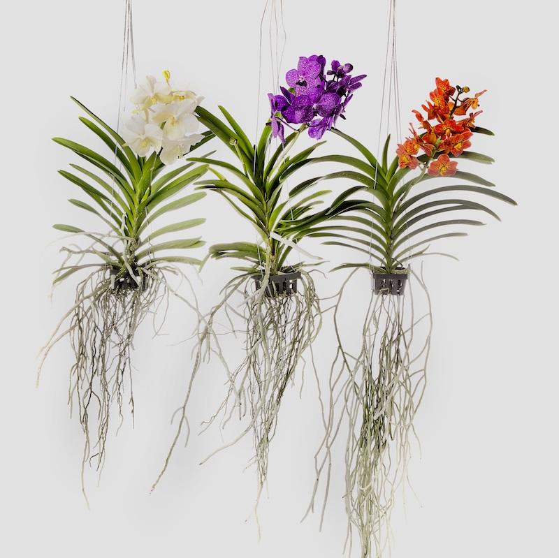 Vanda-Orchideen