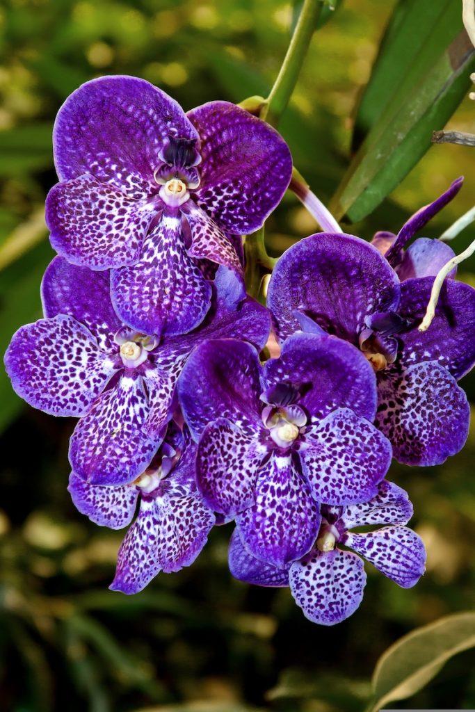 Vanda-Orchideen